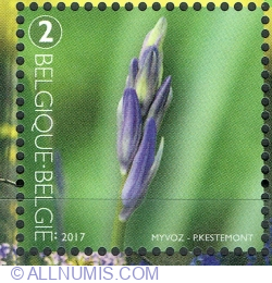 Image #1 of "2" 2017 - Common Bluebell not yet blooming