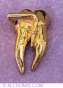 Molar with Pocket Probe