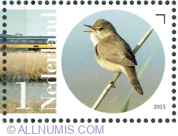 1° 2015 - Eurasian Reed-warbler (Acrocephalus scirpaceus)