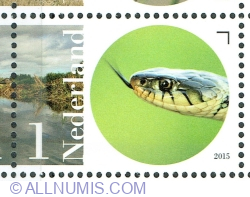 Image #1 of 1° 2015 - European Grass Snake (Natrix natrix)