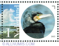 1° 2015 - Great Cormorant (Phalacrocorax carbo)