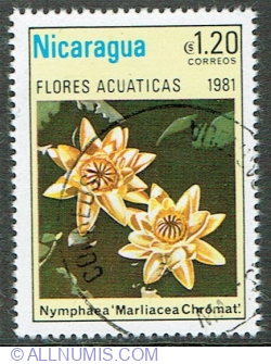 Image #1 of 1.20 Cordoba 1981 - Nymphaea "Marliacea Chromat"