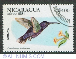 Image #1 of 4 Cordoba 1981 - Violet Sabrewing (Campylopterus hemileucurus)