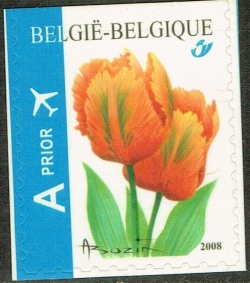 Image #1 of A Prior 2008 - Tulipa "Orange favourite"
