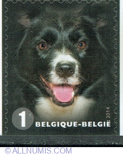 Image #1 of "1" 2014 - Border Collie (Canis lupus familiaris)