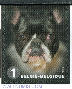 Image #1 of "1" 2014 - French Bulldog (Canis lupus familiaris)