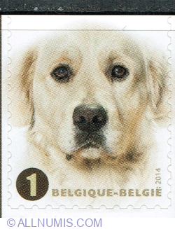 Image #1 of "1" 2014 - Golden Retriever (Canis lupus familiaris)
