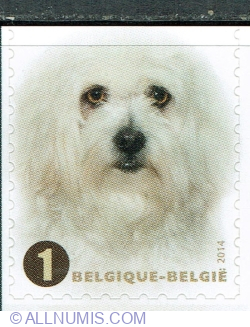 Image #1 of "1" 2014 - Maltese Dog (Canis lupus familiaris)