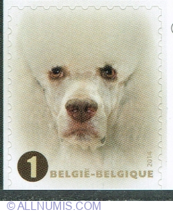 "1" 2014 - Poodle (Canis lupus familiaris)