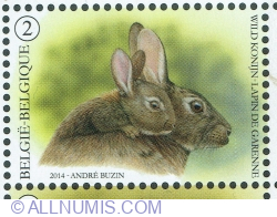 "2" 2014 - European Rabbit (Oryctolagus cuniculus)