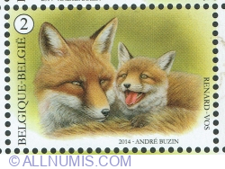 "2" 2014 - Red Fox (Vulpes vulpes)