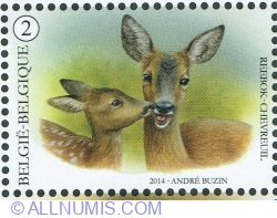 "2" 2014 - Roe Deer (Capreolus capreolus)