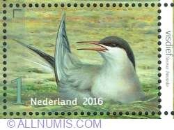 1° 2016 - Common Tern (Sterna hirundo)