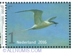 1° 2016 - Sandwich Tern (Thalasseus sandvicensis)