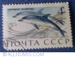 4 Kopeks 1971 - Atlantic White-sided Dolphins