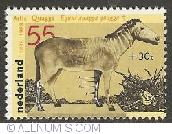 Image #1 of 55 + 30 Cent 1988 - Equus Quagga