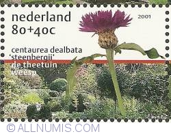 Image #1 of 80 + 40 cent 2001 - Centaurea "dealbata steenbergii"