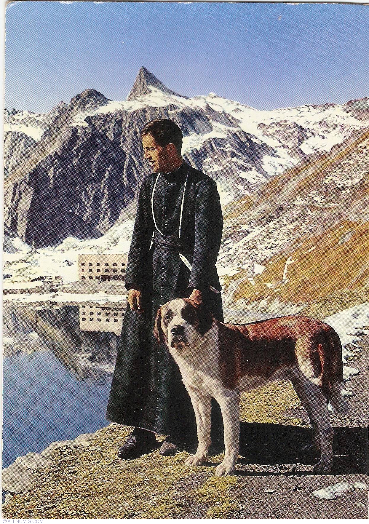 Saint Bernard Dog - gehgassi