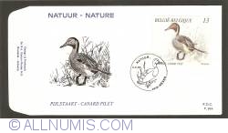 Nature - Northern Pintail
