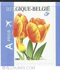 Prior A Fare 2005 - Tulip Darwinhybrid