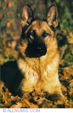 Image #1 of German Shepherd