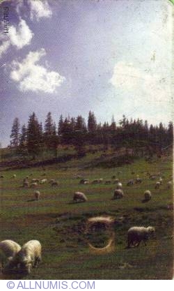 Image #1 of Sheeps