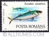 Image #1 of 4 Lei - Blue mackerel (Scomber Scombrus)