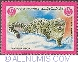 17 Aghani - Leopard