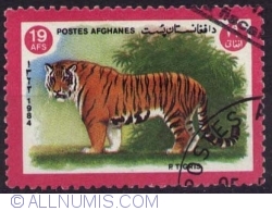 19 Afghani - Tiger