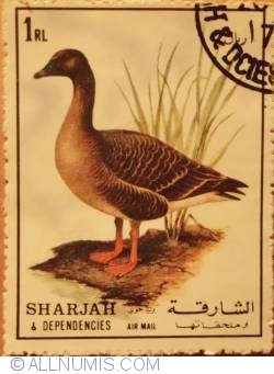 1972 1 Riyal Duck